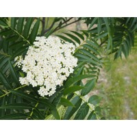 Sorbus Domestica 150/200