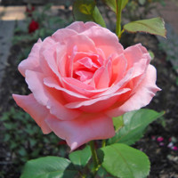 Ruža záhonová - Rosa ´Snövit´ Co3L