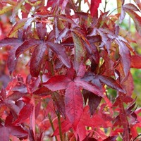 Ambrovník styraxový - Liquidambar styraciflua 'SLENDER SILHOUETTE´ Co10.5L 100/150