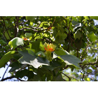 Ľaliovník tulipánokvetý - Liriodendron tulipifera Co15L 200/250