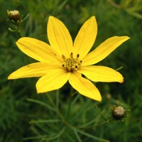 Coreopsis verticillata 'Zagreb'  P13