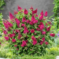 Buddleja davidii ´Butterfly Candy Little Ruby´ - 20/30cm