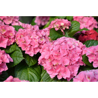 Hortenzia kalinolistá - Hydrangea macrophylla 'Bouquet Rose' Co2.5L