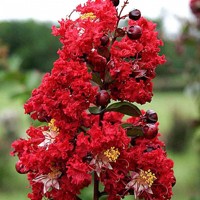 Myrta krepová červená - Lagerstroemia indica ´Dynamite´ Co3L 80/100