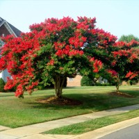 Myrta krepová červená - Lagerstroemia indica ´Dynamite´ Co3L 80/100