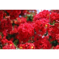 Myrta krepová červená - Lagerstroemia indica ´Dynamite´ Co3L 80/100