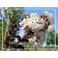 Myrta krepová tmavo ružová - Lagerstroemia indica ´ Bianco Grassi´  Co3L 60/100