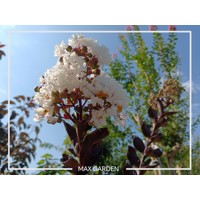 Myrta krepová tmavo ružová - Lagerstroemia indica ´ Bianco Grassi´  Co3L 60/100