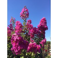 Myrta krepová tmavo ružová - Lagerstroemia indica ´Rosea Grassi ´  Co10L  KM80-90 230/250