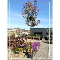 Červienka, Fotínia - Photinia fraseri Red Robin Co18-25L vysokokmeň