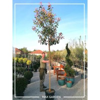 Červienka, Fotínia - Photinia fraseri Red Robin Co18-25L vysokokmeň