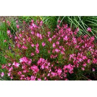 Gaura lindheimeri ´Red´ P13