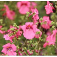 Diascia 'Piccadilly Red'