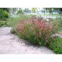 Gaura lindheimeri ´Siskiyou Pink´ P13