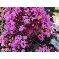 Myrta krepová fialová - Lagerstroemia indica ´Black Solitaire Purely Purple´ Co10L 70/90