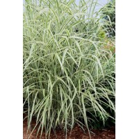 Ozdobnica čínska -Miscanthus sinensis 'Zebrinus' Co18