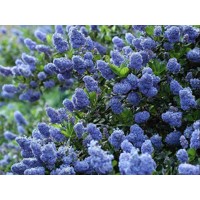 Ceanothus impressus ‘Victoria’ Co10L