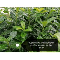 Vavrínovec lekársky Novita - Prunus laurocerasus ´Novita´ Co5L 100/120