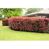 Červienka, Fotínia - Photinia fraseri ´Red Robin´  Co10L  110/130