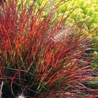 Perovec psiarkovitý - Pennisetum alopecuroides 'Hameln'  Co2L