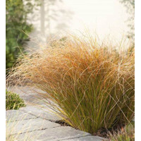 Ostrica - Carex testacea 'Prairie Fire Color Grass'