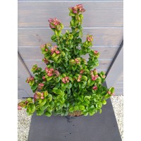 Leucothoe axillaris 'Curly Red'  20/30 Co2,5L