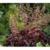 Heuchera americana ’Melting Fire´ P13