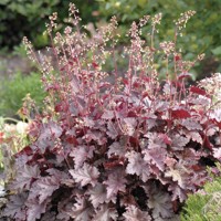 Heuchera americana ’Melting Fire´ P13