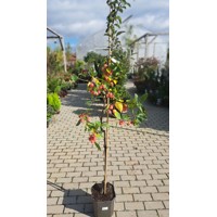 Jabloň okrasná - Malus Royal Beauty  Co15L  KM180